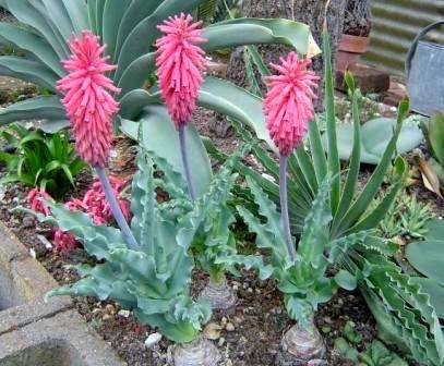 Veltheimia capensis Seeds ~ Sand Lily - Indigenous Bulbs Seeds