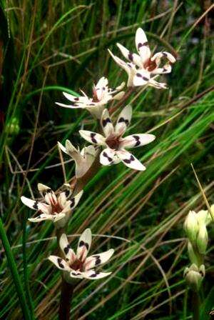 Wurmbea kraussii Seeds ~ Pepper-and-Salt flower