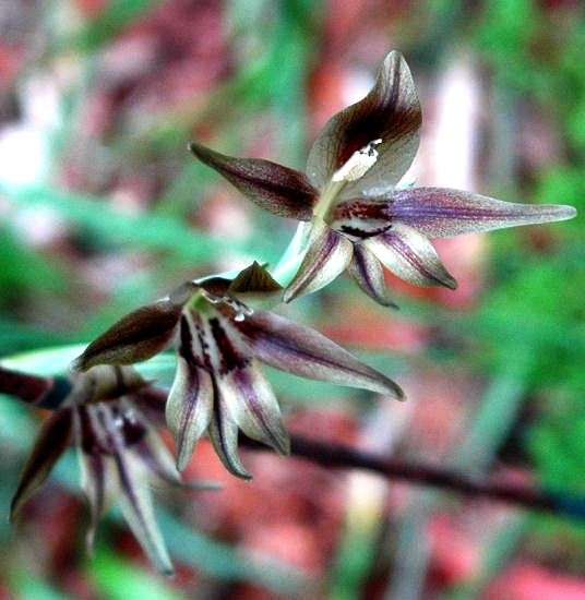 20 Gladiolus hyalinus Seeds