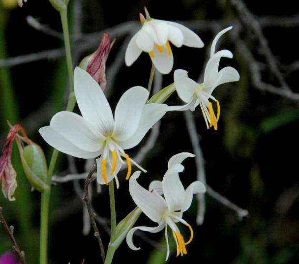 Hesperantha bachmannii Seeds - Indigenous Bulbs Seeds