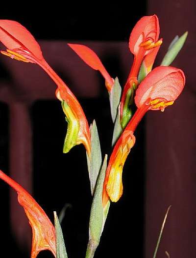20 Gladiolus saccatus Seeds