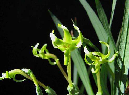 Freesia viridis Seeds - Indigenous Bulbs Seeds