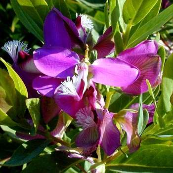 Polygala myrtifolia Seeds