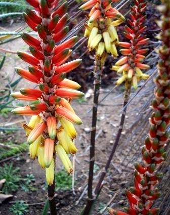 Aloe lutescens Seeds - Succulents