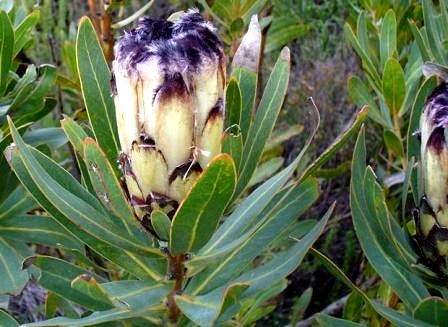 Protea lepidocarpodendron Seeds - Indigenous