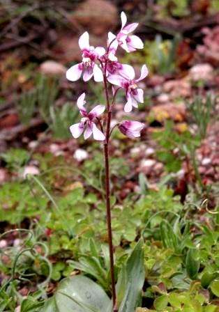 20 Cyanella orchidiformis Seeds - Indigenous Bulbs Seeds