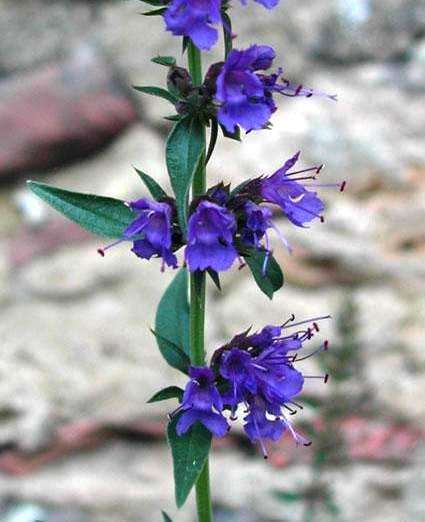 Hyssopus officinalis Seeds - Medicinal Herbs
