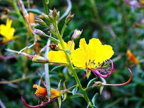 10 Cleome foliosa Seeds - Indigenous Annuals
