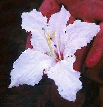 Bauhinia petersiana Indigenous Tree Seeds ~ Kalahari white bauhinia or Koffiebeesklou