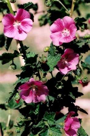 Anisodontea scabrosa Seeds