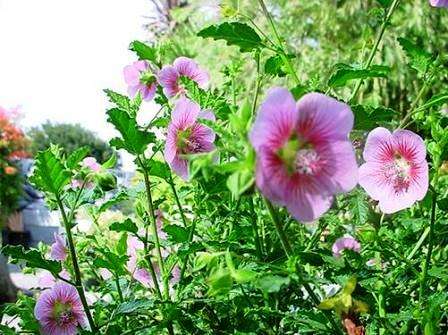 Anisodontea capensis Seeds - Indigenous Shrub