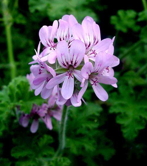 Pelargonium capitatum ~ Rose scented geranium Seeds - Indigenous