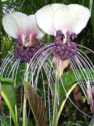 10 Giant White Batflower ~ Tacca integrifolia Seeds + GIFTS - Indoor Bulbs Seeds