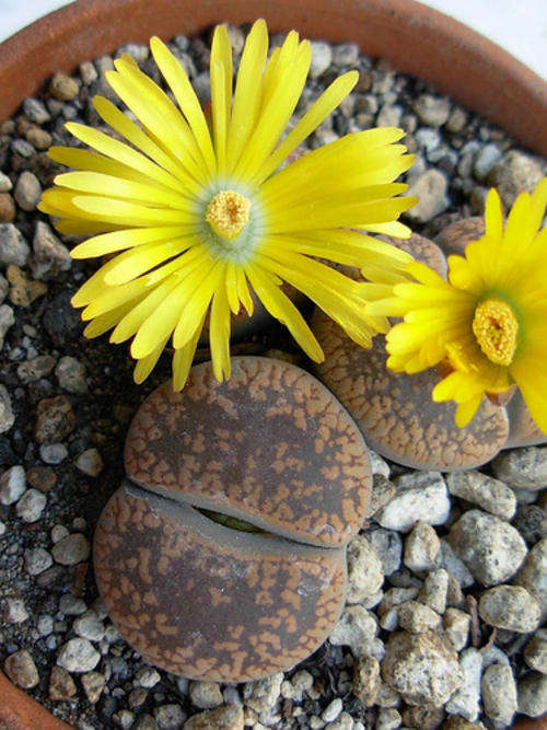 Lithops aucampiae ssp. aucampiae var. aucampiae Seeds - Indigenous Succulents