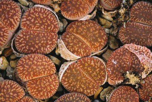 Lithops aucampiae ssp. euniceae Seeds - Indigenous Succulents