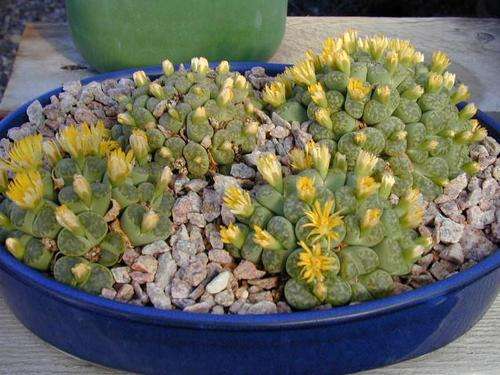 Lithops aucampiae ssp aucamp var aucamp "jackson's jade" Seeds - Indigenous Succulents
