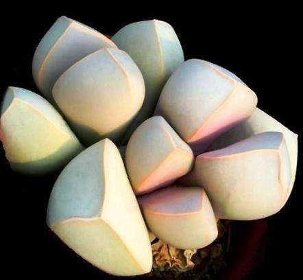 Lapidaria margaretae Seeds - Indigenous Succulents