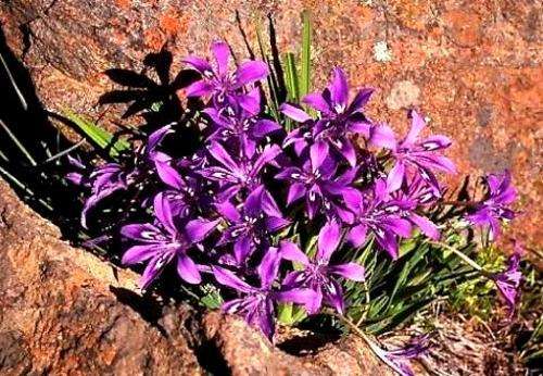 20 Babiana flabellifolia Seeds (Bulbous plant)
