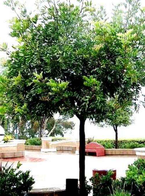 Carob ~ Ceratonia siliqua Tree Seeds