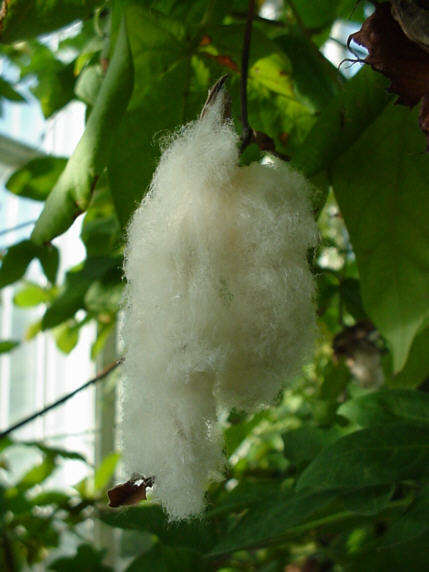 10 Gossypium herbaceum Seeds ~ Levant cotton Seeds - Perennial Shrub