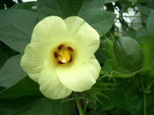 Gossypium herbaceum Seeds ~ Levant cotton Seeds - Indigenous
