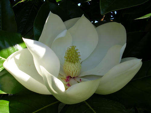 10 Magnolia grandiflora Seeds ~ Southern magnolia Seeds