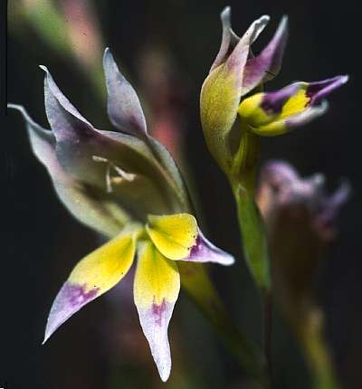 20 Gladiolus scullyi Seeds