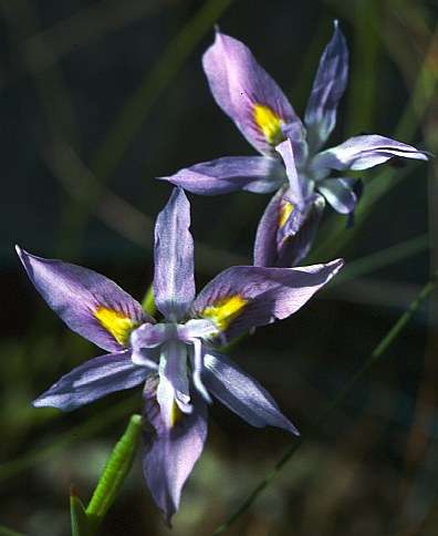 Moraea macrocarpa Seeds - Indigenous Bulbs Seeds