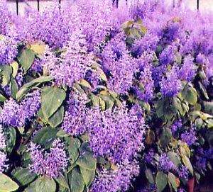 Plectranthus ecklonii Seeds ~ Large Spur-flower Bush - Indigenous
