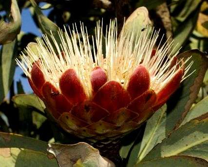 Protea caffra Seeds ~ Common Sugar Bush