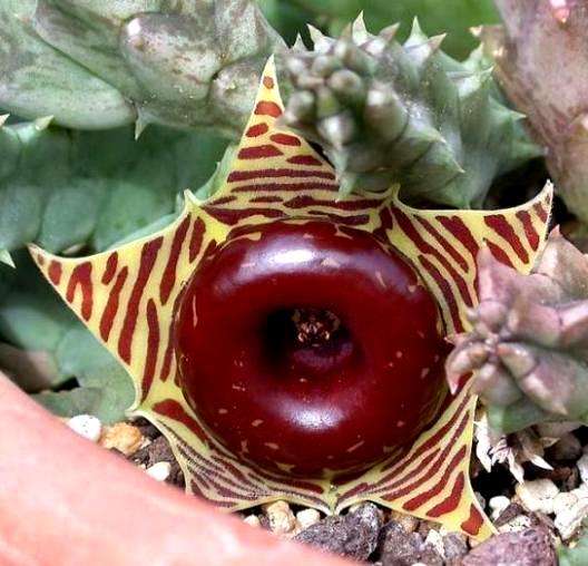 5 Huernia zebrina Seeds - Indigenous Succulents