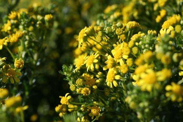 10 Euryops virgineus Seeds ~ Honey Euryops - Indigenous Evergreen Shrub