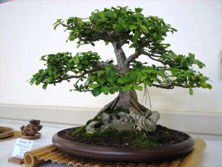 Ficus burtt-davyi Bonsai Tree Seeds