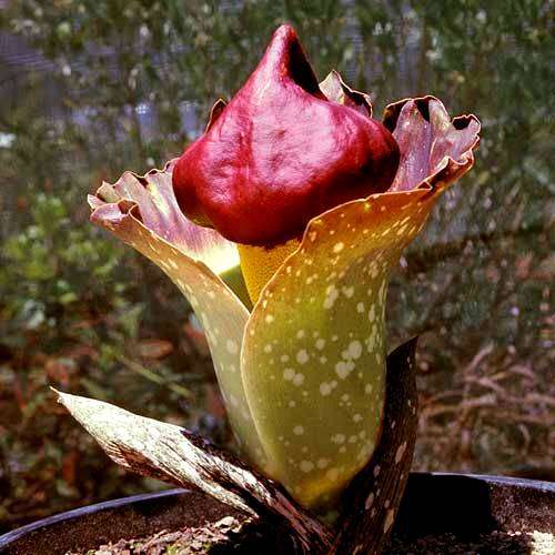 3 Amorphophallus paeoniifolius Seeds ~ Corpse Flower, Elephant foot yam or Whitespot giant arum