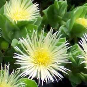 Sceletium tortuosum Seeds - Kanna (Mind-Altering) Psychoactive Ethnobotanical Indigenous Succulents