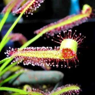 10+ Drosera trinervia - Carnivorous Plant Seeds - Indigenous