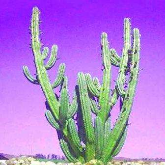 Psychoactive - 20 cm San Pedro Cactus Live Succulent Plants Cuttings
