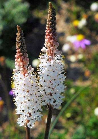 20 Bulbinella barkerae Seeds - Indigenous Bulbs Seeds