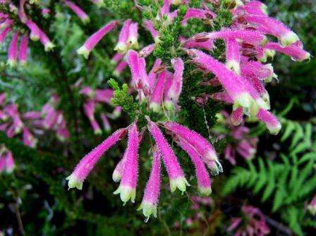 10 Erica perspicua Seeds - Indigenous South African Shrubs