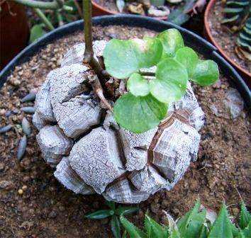 Dioscorea elephantipes Seeds (Elephant's Foot) - Indigenous Succulents