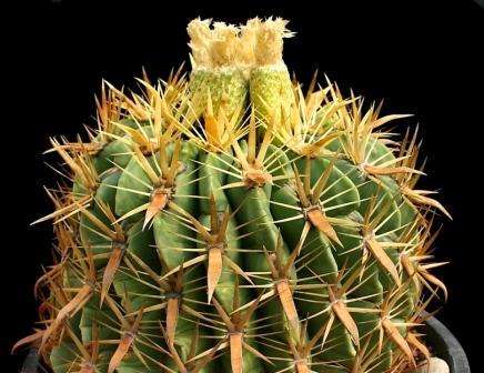 Mixed Cactus Seeds - Succulents
