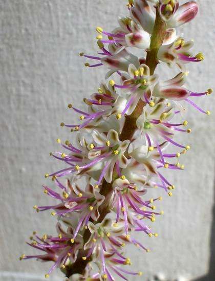 20 Lachenalia comptonii Seeds - Indigenous Bulbs Seeds