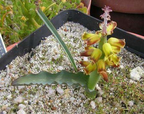 Lachenalia mutabilis Seeds - Indigenous Bulbs Seeds