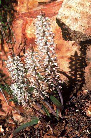 Lachenalia thomasiae Seeds - Bulbs Seeds