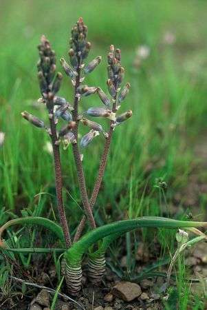 Lachenalia unifolia Seeds - Bulbs Seeds