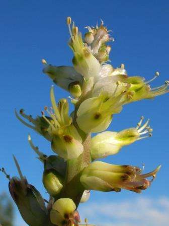 20 Lachenalia ventricosa Seeds - Indigenous Bulbs Seeds