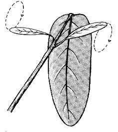 10 Desmodium gyrans, Codariocalyx motorius - Telegraph Plant or Dancing Plant Seeds