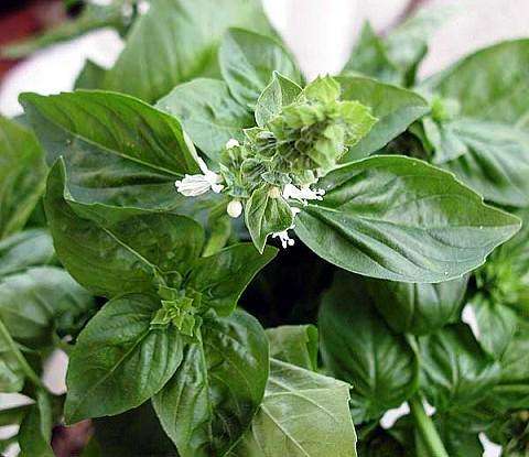40 Pesto Basil Seeds ~ Ocimum basilicum 'Genovese' Seeds ~ Herbs
