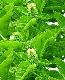 20 Sacred Basil / Holy Basil Seeds ~ Ocimum basilicum Tulsi Seeds ~ Herbs
