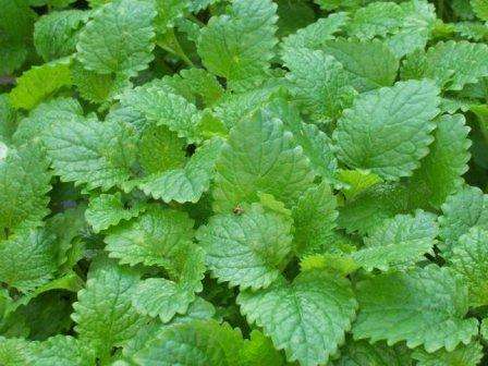Lemon Balm Seeds ~ Melissa officinalis Seeds ~ Herbs